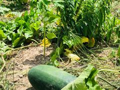 -前小桔亲子创意农场·草莓采摘·露营烧烤