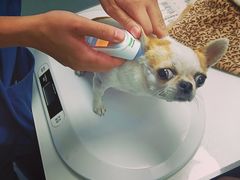 -伟伟宠物医院·CT影像中心·瑞派犬猫综合性门诊(汉口总院)