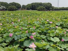 -荷塘月色湿地公园·向阳花洲