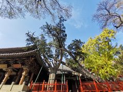 -晋祠公园