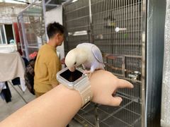 -观桥阁(锦溪店)