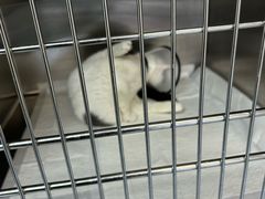 -艾贝尔宠物医院·24H转诊中心·肿瘤猫专科(江宁双龙店)