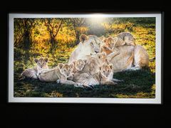 -罗红摄影艺术馆
