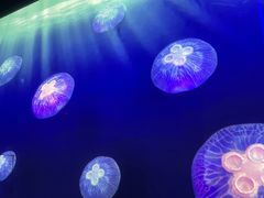 -海合安武汉极地海洋公园