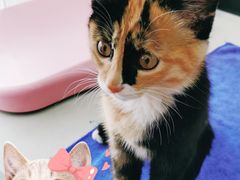 -佑安动物医院·全科·内窥镜中心(幸福巷店)