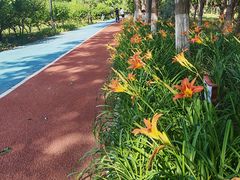 -大兴滨河森林公园