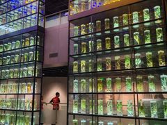 -广东中医药博物馆