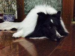 -1013 PET SHOP 宠物商店(近铁城市广场店)