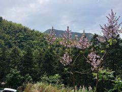 -湖南四明山国家森林公园