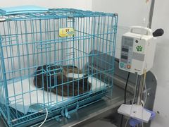 -思宇宠物医院