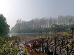 -合肥滨湖国家森林公园