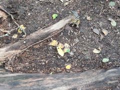 -五营红松林海景区