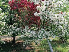 -长白岛森林公园