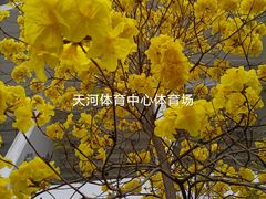 -天河体育中心