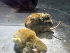 -西安秦岭野生动物园