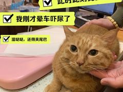 -宠爱国际动物医院·消化内科·心肾内科·ISFM猫友好(望京店)