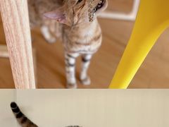 -猫にゃん · 猫的隐藏屋猫咖(麦地旗舰店)