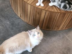 -飞行喵MR PILOT|猫舍·猫咖(静安大融城店)