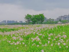 -洋湖国家湿地公园