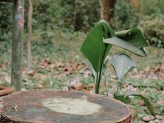 -南宁良凤江国家森林公园