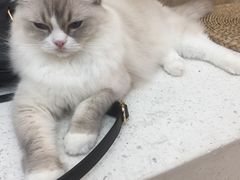 -瞄一喵猫咖(格力海岸店)