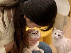 -有喵·猫咖·狗咖·30几只猫10只小狗(岗厦店)