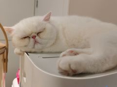 -More Fun猫咖 二十只万元加菲主题