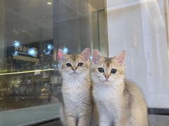 -悠尼宠物·独立低压伊珊娜洗护·美容·寄养(兰谷路店)