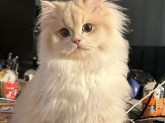 -lincat·猫舍(广州店)