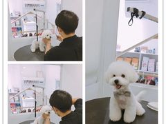 美容图-BABYDOG宝贝狗宠物乐园(欧洲城店)