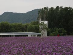 -北京东方普罗旺斯薰衣草庄园
