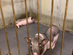 -三肥两瘦烤肉(鹿城店)