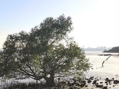 -深圳湾公园(南山区)