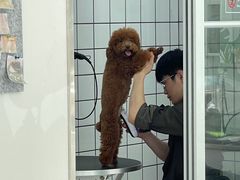 -BABYDOG宝贝狗宠物乐园(欧洲城店)