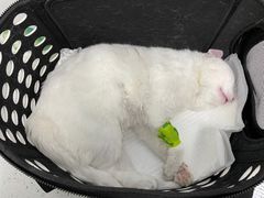 -纳吉亚猫专科动物诊疗中心(蒋宅口分院)