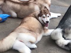 -TrueLove @ Neverland (Husky Cafe)