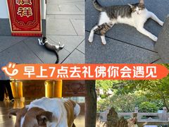 -龙华寺