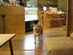 -柴务处·柴犬主题狗咖