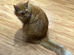 -MOCHA明星猫咖(田子坊店)
