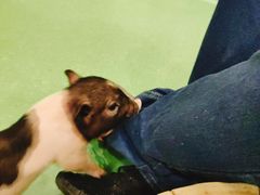 -藦茜花园宠物主题亲子互动体验馆(国顺东路店)