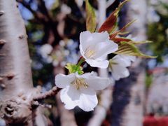 -高东镇樱花园
