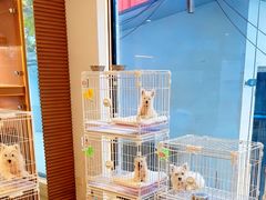 -翊宠yipet猫狗购宠庄园犬舍•猫舍