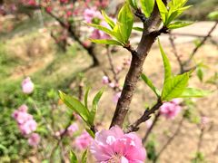 -南国桃园旅游度假区