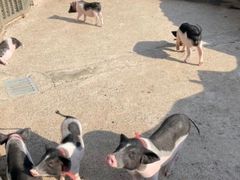 -前小桔亲子创意农场·草莓采摘·露营烧烤