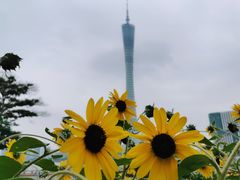 -二沙岛艺术公园