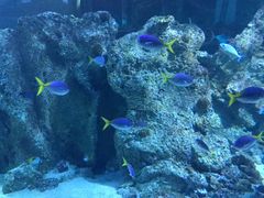 -悉尼海洋生物水族馆