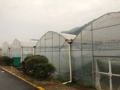 -建德果蔬乐园绪塘草莓基地