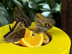 -美国自然历史博物馆