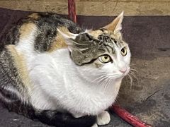 -储奇门鳝鱼火锅(总店)