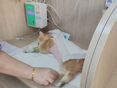 -北京观赏动物医院·24小时大型综合·猫专科·异宠专科